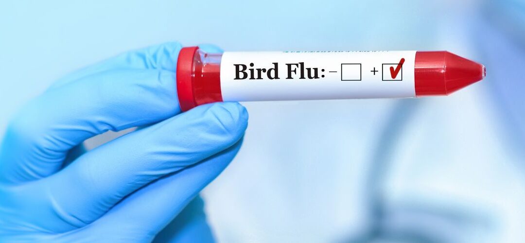 Vogelgriep in de gemeente: wie doet wat, en wie betaalt? 