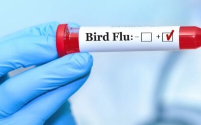 Vogelgriep in de gemeente: wie doet wat, en wie betaalt?