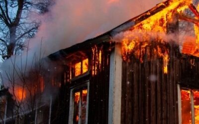 Als het misgaat: wat gebeurt er met dieren bij rampen en incidenten?