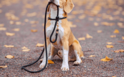 Wie is waarvoor verantwoordelijk bij dierenvraagstukken?