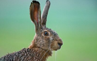 Wilde dieren in de gemeente: bestuurlijke afwegingen die niemand je vertelt