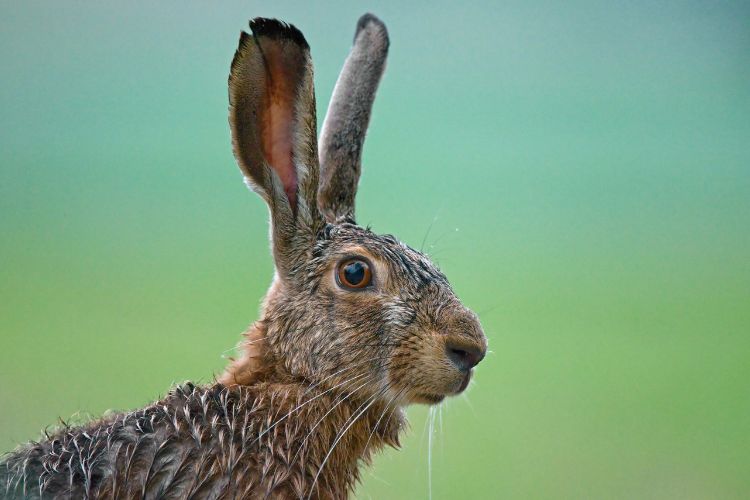Wilde dieren in de gemeente: bestuurlijke afwegingen die niemand je vertelt 