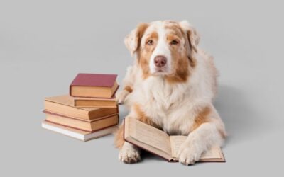 Reglementen voor dierenhulporganisaties: duidelijkheid zonder bureaucratie