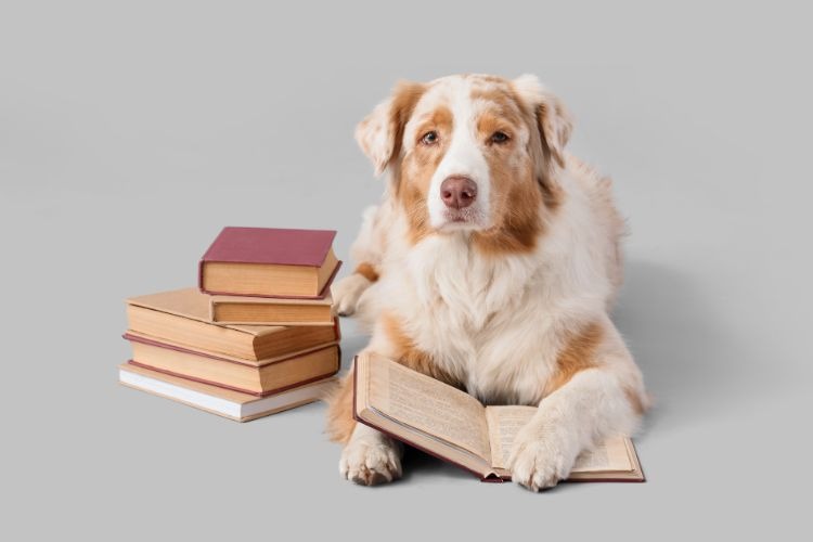 Reglementen voor dierenhulporganisaties: duidelijkheid zonder bureaucratie 