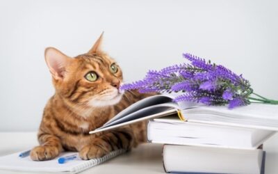 Hoe bouw je een goede relatie op met de gemeente?