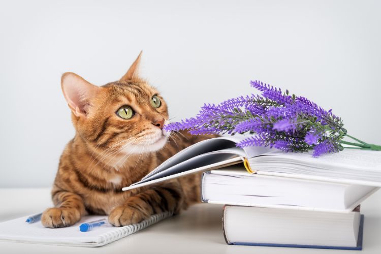 Hoe bouw je een goede relatie op met de gemeente? 