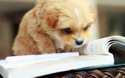 Waarom elke gemeente een Nota Dierenwelzijn nodig heeft