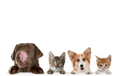 Commercieel of hobbymatig gehouden dieren