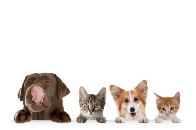 Commercieel of hobbymatig gehouden dieren