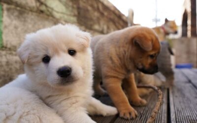 Puppyfabrieken en criminele hondenhandel: wat gemeenten moeten weten