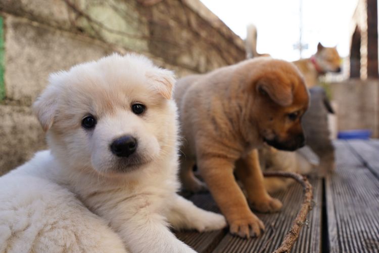 Puppyfabrieken en criminele hondenhandel: wat gemeenten moeten weten 