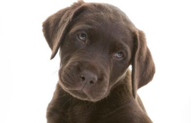 Hondenbeleid: hoe stel je het op als gemeente?