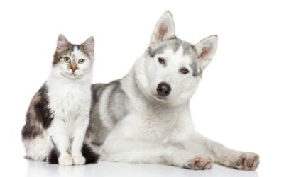 ANBI of SBBI: wat past bij jouw dierenorganisatie?