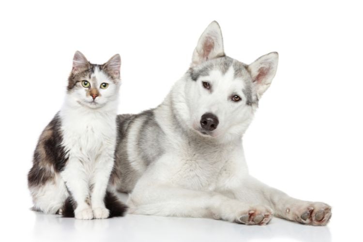 ANBI of SBBI: wat past bij jouw dierenorganisatie?