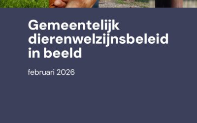 Wat doet jouw gemeente eigenlijk voor dieren?