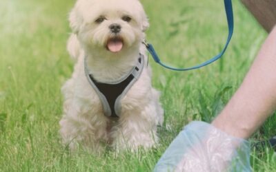 Hondenpoep: van klacht naar beleid