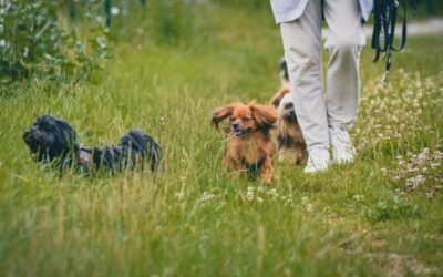 Losloopgebieden voor honden: beleid en keuzes voor de gemeente