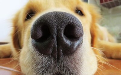 Hondenbelasting: afschaffen of niet?