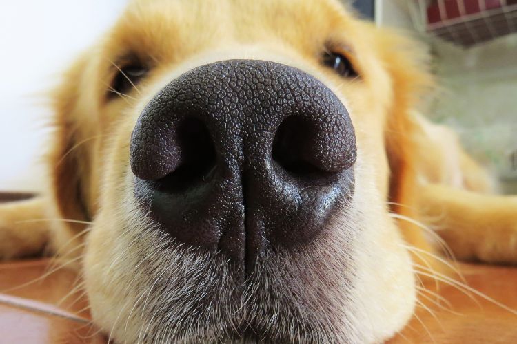 dierenadviespunt (22)