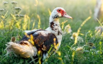 Zwerfdieren, dumpingen en bijplaatsingen: wat is de rol van de gemeente?