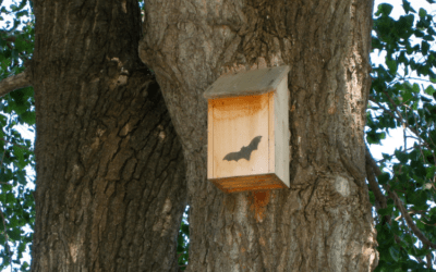 De Omgevingswet en dieren: wat betekent dit voor jouw gemeente?