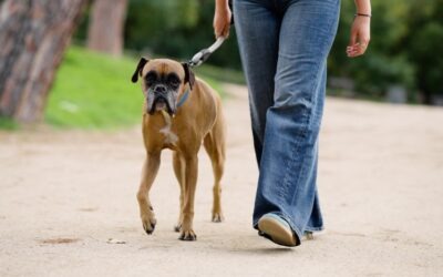 Bijtincidenten en bestuurlijke aansprakelijkheid: wat is de rol van de gemeente?