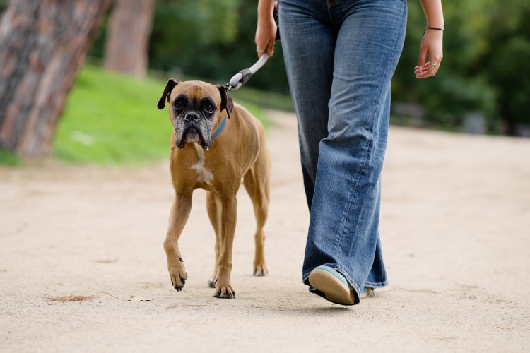 Bijtincidenten en bestuurlijke aansprakelijkheid: wat is de rol van de gemeente? 