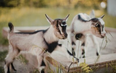 Hobbydieren en de gemeente