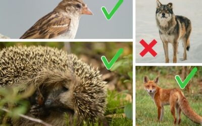 Ontheffingen en vergunningen voor wildopvang