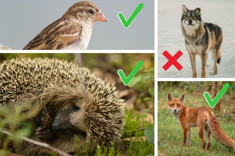 dierenadviespunt (23)