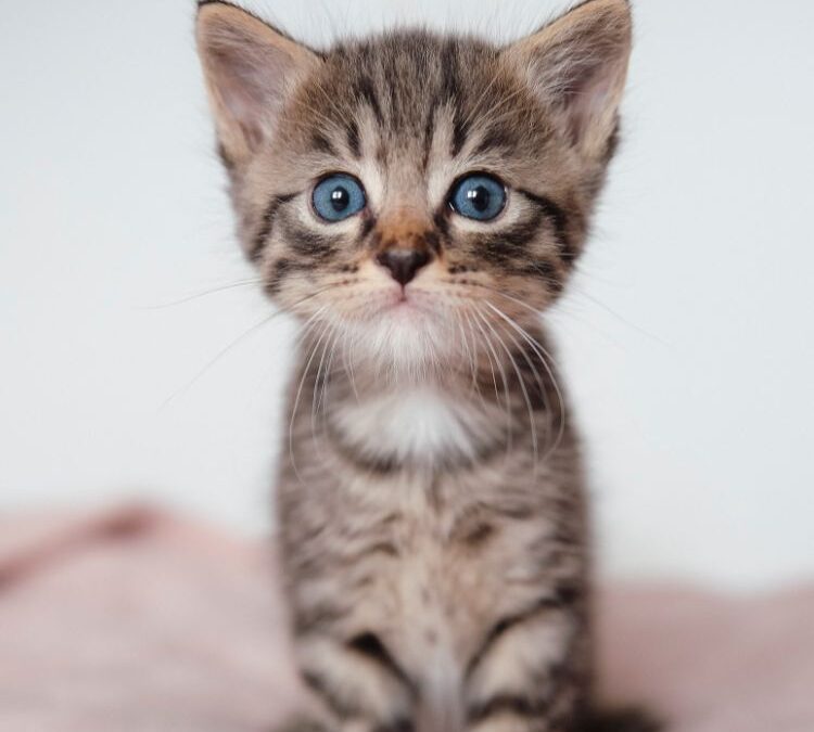 Chipplicht voor katten vanaf 2028: wat betekent het voor je dierenasiel of kattenopvang?